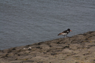 Austernfischer (Haematopus ostralegus)