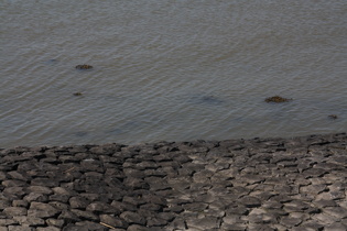 Blasentang (Fucus vesiculosus) bei Flut