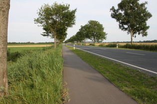 zwischen Altenbruch und Groden, Schilfrohr (Phragmites australis) am Wegesrand …