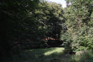 dichte Vegetation im Blanketeich