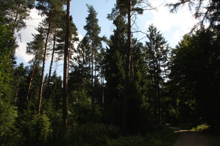 Anstieg zum Deisterkamm, oberhalb der zweiten Kehre