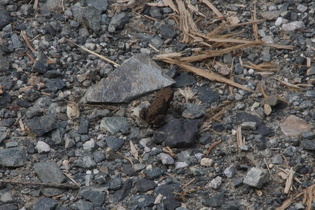 Erdkröte (Bufo bufo)