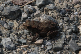 Erdkröte (Bufo bufo)