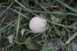 Dickschaliger Kartoffelbovist (Scleroderma citrinum)