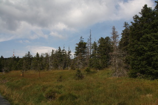 Fichtenwald auf ca. 1000 m ü.NHN