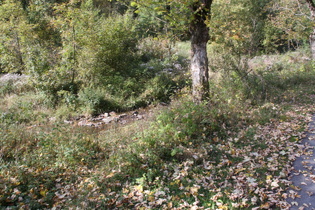 … zeigt sich der Herbst