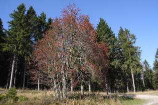 eine sehr herbstliche Vogelbeere (Sorbus aucuparia)