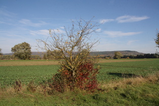 Echte Zwetschge (Prunus domestica subsp. domestica)