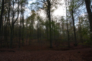 unterhalb der "Wasserräder" sehr herbstliche Buchenwald