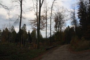 Anstieg zum Deisterkamm, Blick nach Osten