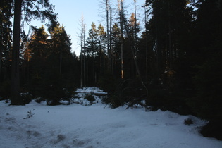 Winter im Wald