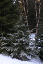 ein von der Natur perfekt dekorierter "Weihnachtsbaum"