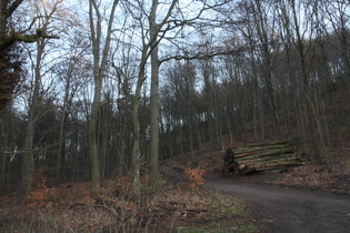 Benther Berg, Westhang, Blick nach Osten