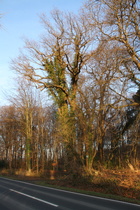 Königseiche im Großen Holz