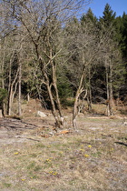 blühender Huflattich (Tussilago farfara) nahe der Rabowklippe