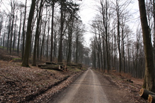 öder Laubwald zwischen Taternpfahl und Laube