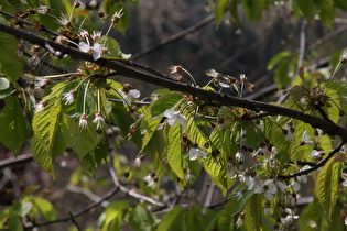 Zoom auf die Blüten