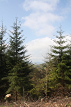 westlich knapp unterhalb des Sternplatzes, Blick nach Westen