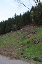 frei laufendes Weidevieh bei Wildemann