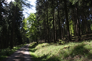 endlich richtiger Wald, der olle Laubwald liegt hier tiefer