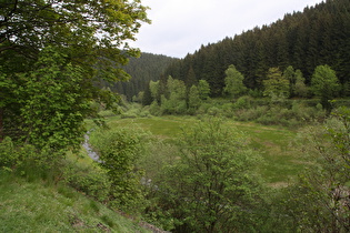 die Kalbe in einem trocken gefallenen Bereich des Okerstausees