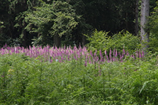 … einem Bestand von Rotem Fingerhut (Digitalis purpurea)