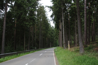 in der Abfahrt nach Denkelhof endlich Nadelwald