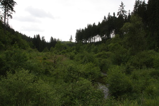 die Itter, Blick flussaufwärts