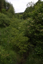 Blick von der ersten Ruhrbrücke flussabwärts