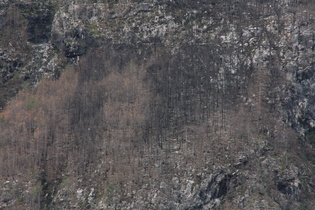 Zoom auf die toten Bäume