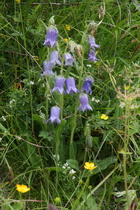 Bärtige Glockenblume (Campanula barbata)