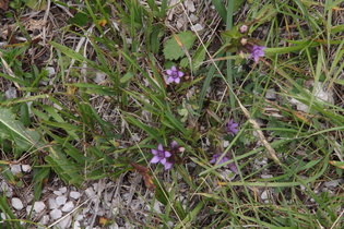 Rauer Kranzenzian (Gentianella aspera)