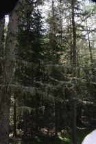 der Bergwald ist hier voller verschidener Flechten