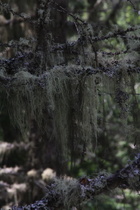 Gewöhnlicher Baumbart (Usnea filipendula)