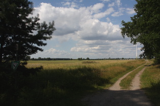 Waldrand südlich von Fuhrberg, Blick nach Norden