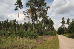 2014: Lüneburger Heide, Südheide (zwischen Garßen und Burghorn)