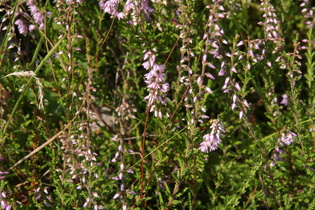 Zoom auf die Besenheide (Calluna vulgaris)