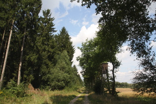 ein paar Fichten bringen Abwechslung in die Landschaft