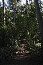 Waldweg unterhalb der Bantorfer Höhe