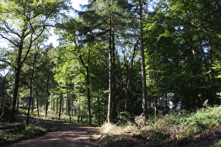 zwischen Bantorfer Höhe und Rodenberger Höhe, Blick nach Nordwesten