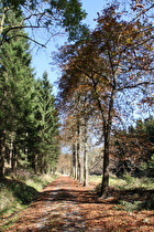 Herbstlaub "kaschiert" den schlechten Fahrbahnbelag