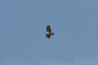 … und ein Mäusebussard (Buteo buteo)