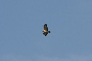 … und ein Mäusebussard (Buteo buteo)