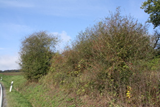 Hecke mit Hunds-Rosen (Rosa canina)