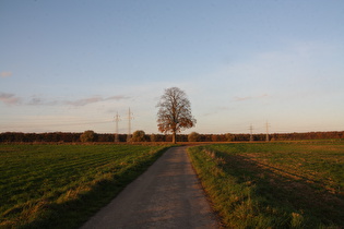 zwischen Lathwehren und Almhorst, Blick nach Norden auf das Lohnder Holz