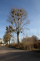 Herbststimmung am Bahnhof Wennigsen