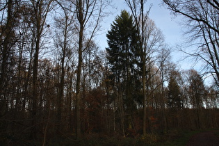 zwischen Wennigsen und Wasserräder, Blick bergauf