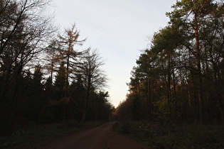 Kammweg zwischen Bröhn und Hohe Warte, Blick nach Nordwesten