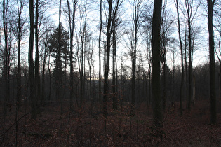 öder Laubwald oberhalb von Wennigser Mark