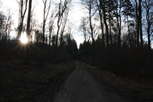 Anstieg zur Hohen Warte, weiter oben, Blick bergauf …